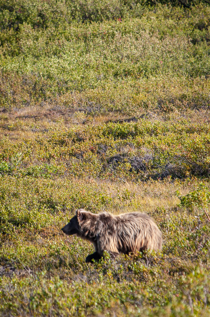 Denali National Park and State Park