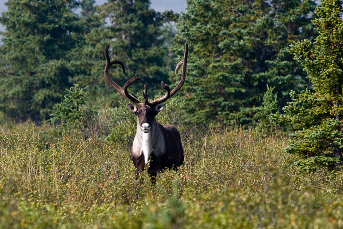 Denali National Park and State Park