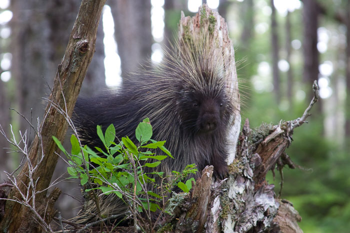 Coastal Southeast Alaska - Petersburg area