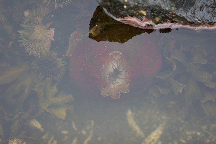 Coastal Southeast Alaska - Petersburg area