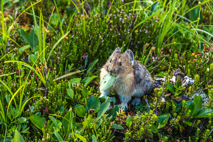 Jasper Mt. Edith Cavell Area