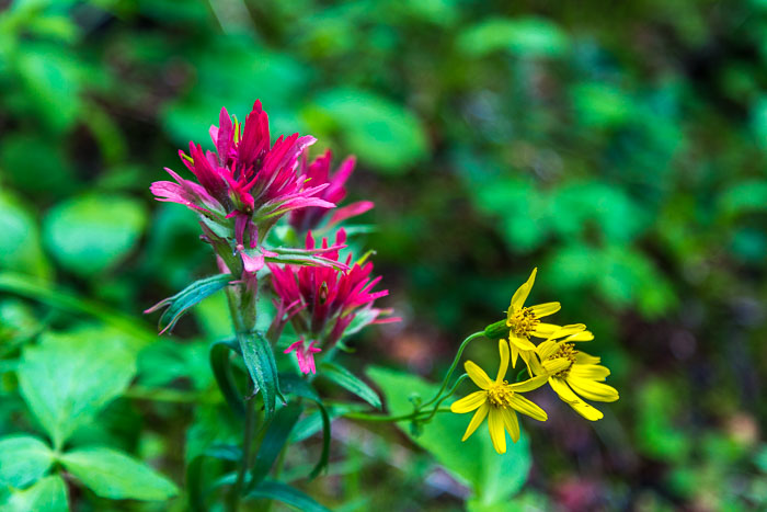Jasper Mt. Edith Cavell Area