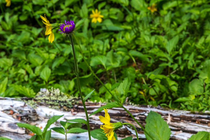 Jasper Mt. Edith Cavell Area