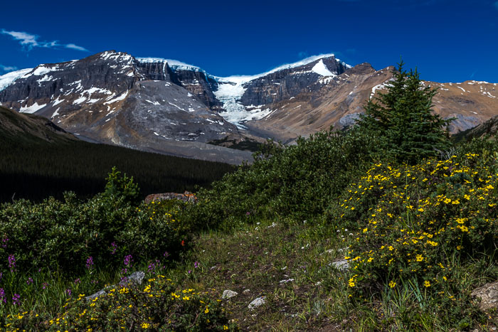 Columbia Icefields Area