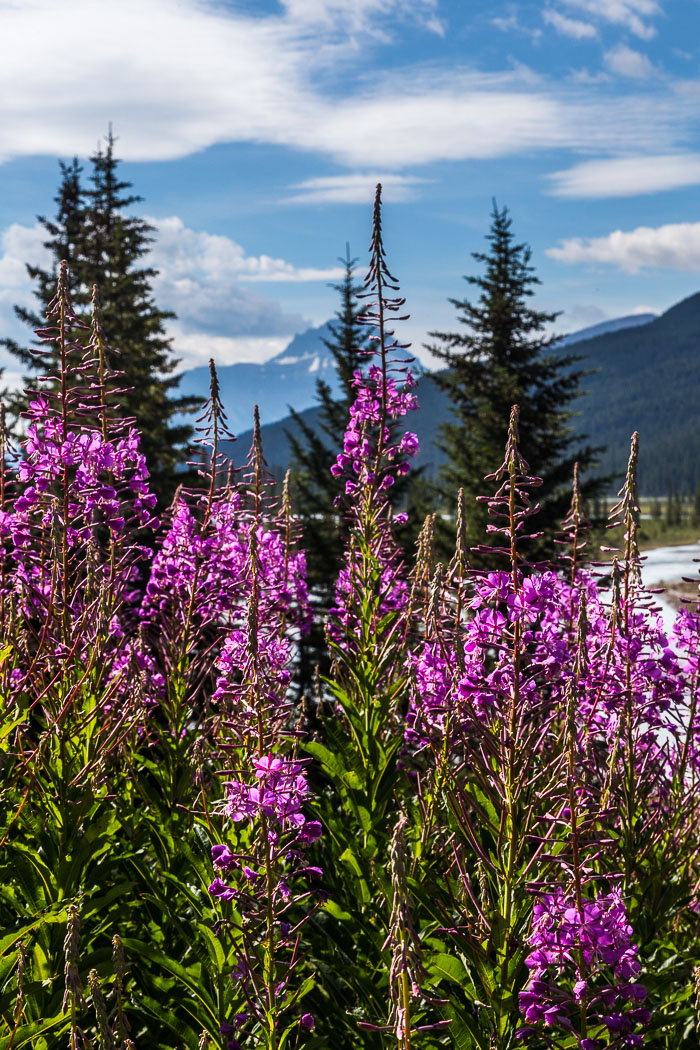 Along the Icefields Parkway - Banff Section
