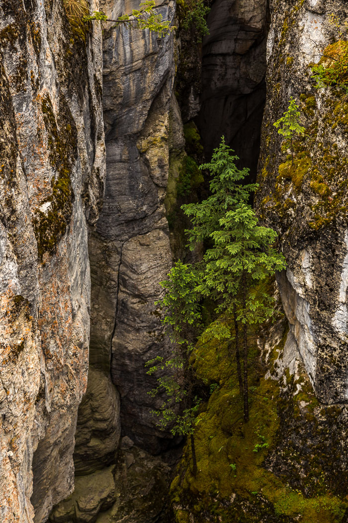 Maligne Canyon