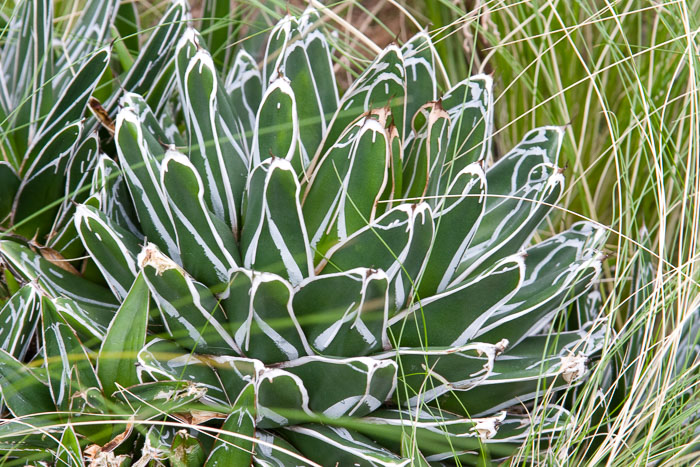 Washington DC - Monuments, Museums and Gardens