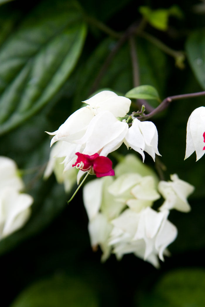 Washington DC - Monuments, Museums and Gardens