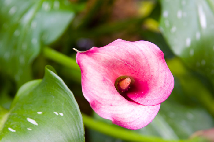 Washington DC - Monuments, Museums and Gardens