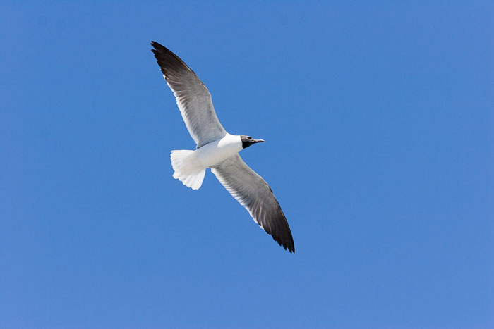 Outer Banks