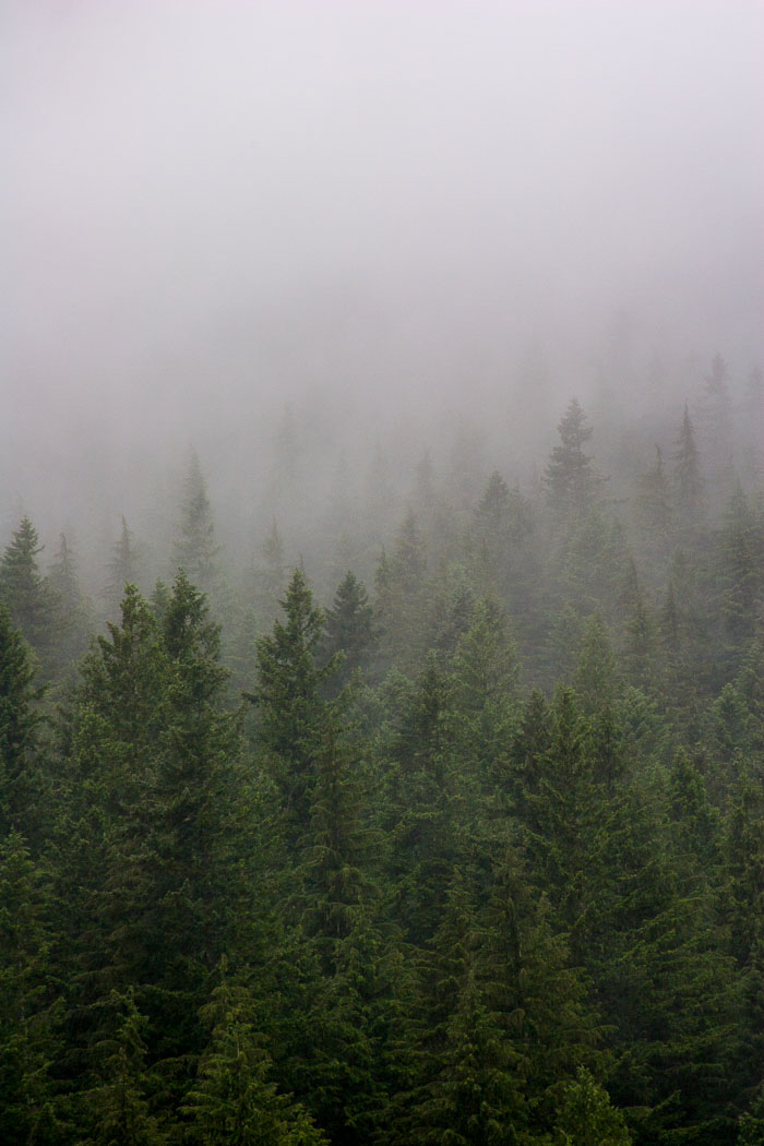 Mt. Rainier National Park