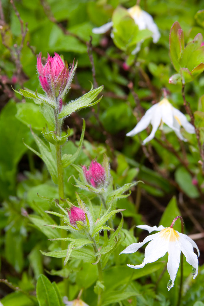 Mt. Rainier National Park