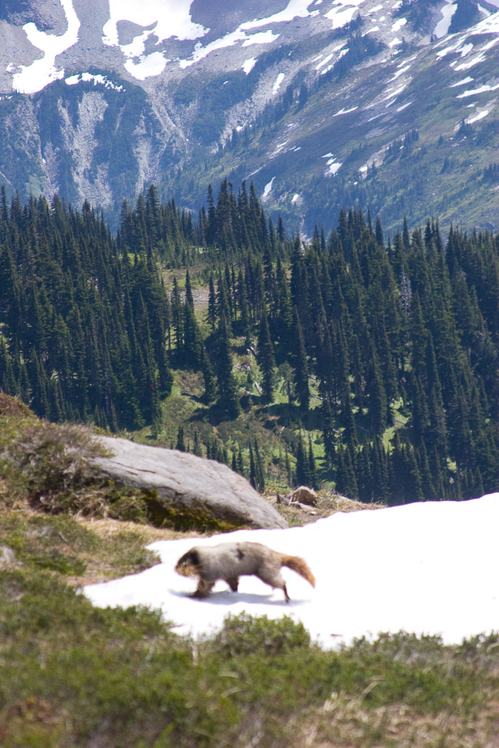 Mt. Rainier National Park