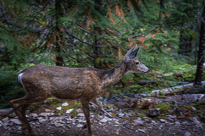 North Cascades National Park Complex