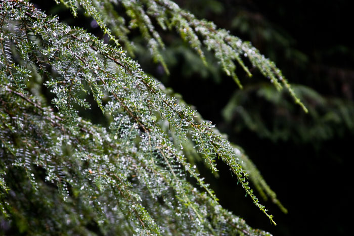 Olympic National Park