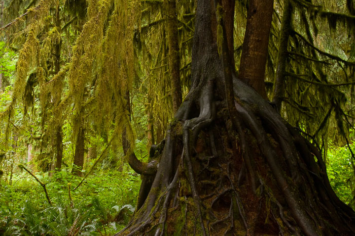 Olympic National Park