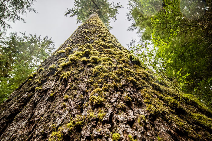 Olympic National Park