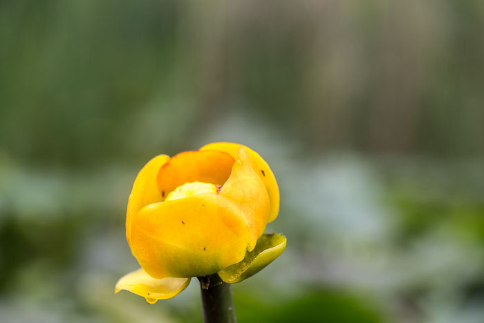 Olympic National Park
