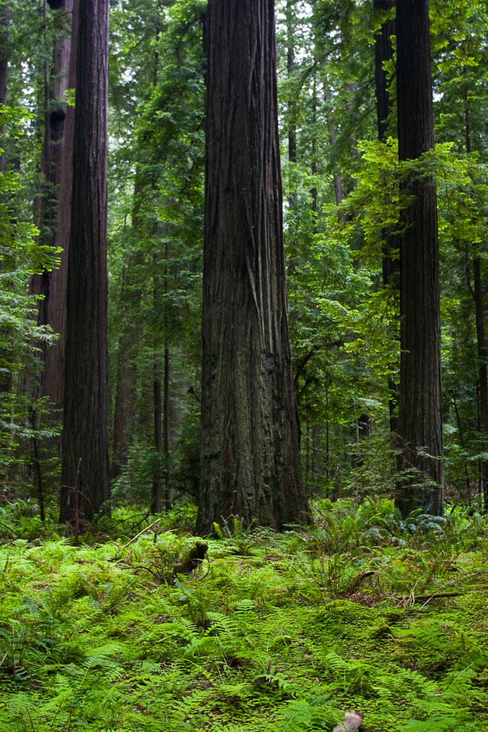 Redwoods National and State Parks