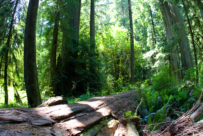 Redwoods National and State Parks