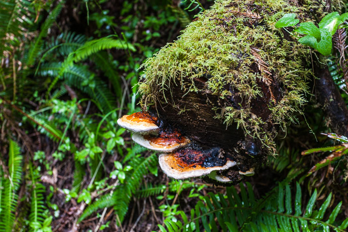 Redwoods National and State Parks