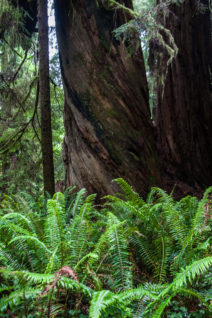 Redwoods National and State Parks
