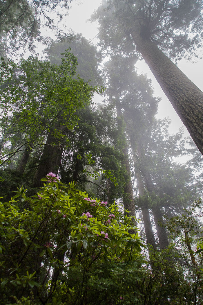 Redwoods National and State Parks