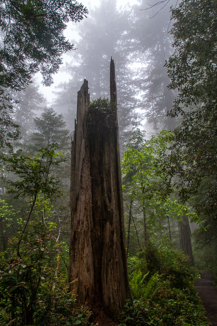 Redwoods National and State Parks