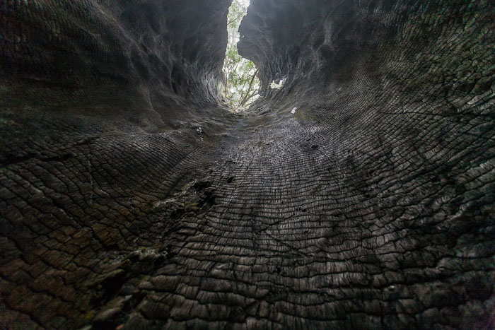 Redwoods National and State Parks