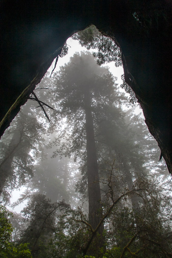Redwoods National and State Parks