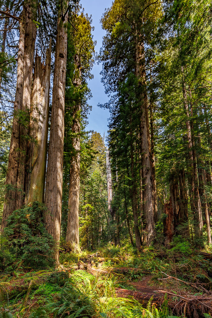 Redwoods National and State Parks