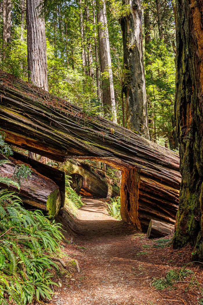 Redwoods National and State Parks