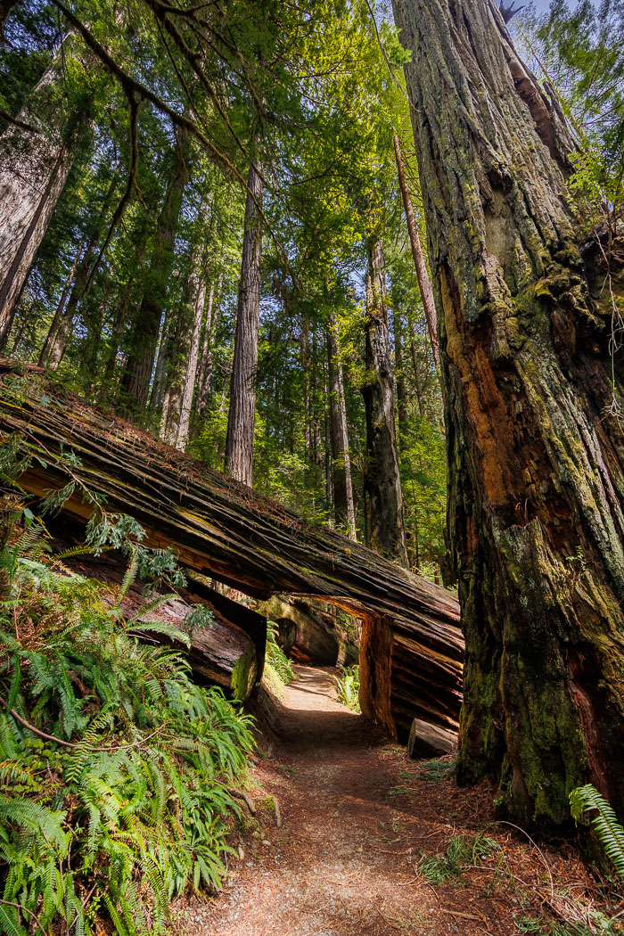 Redwoods National and State Parks