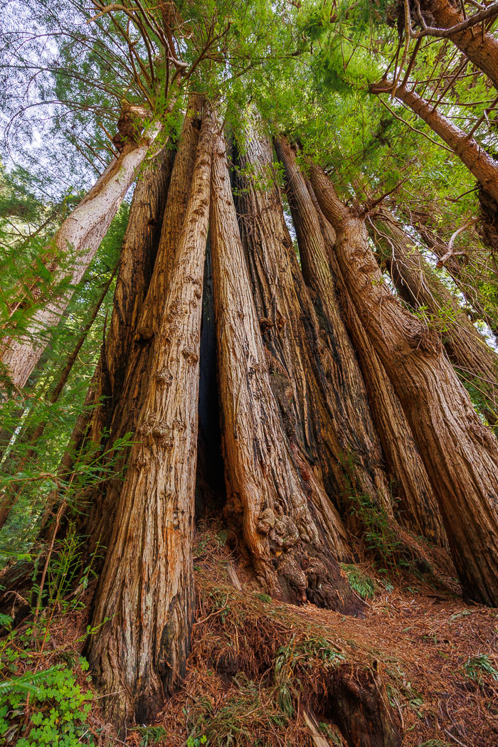 Redwoods National and State Parks
