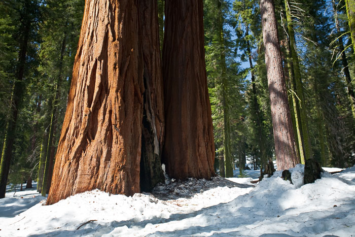 Sequoia-Kings Canyon
