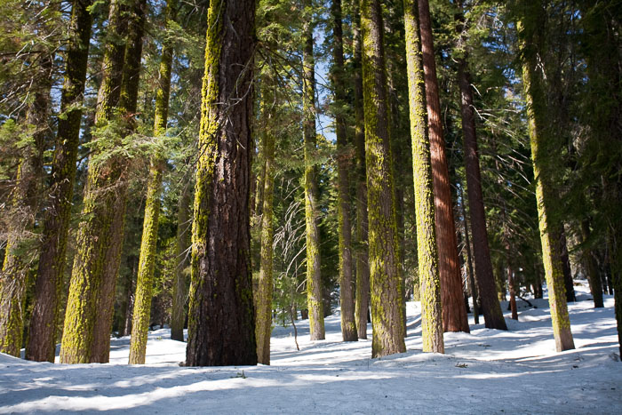Sequoia-Kings Canyon
