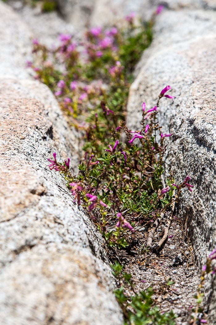 Yosemite Highcountry