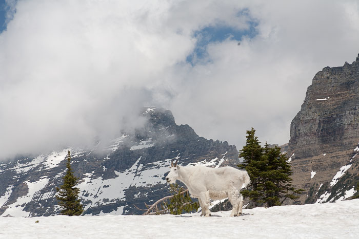 Going To The Sun Rd and Logan Pass