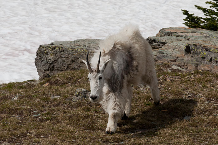 Going To The Sun Rd and Logan Pass