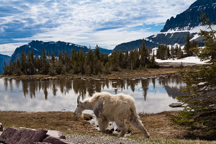 Going To The Sun Rd and Logan Pass