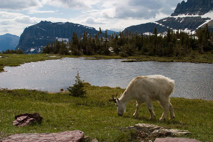 Going To The Sun Rd and Logan Pass