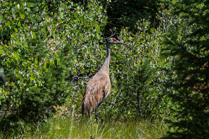 Grand Teton National Park 