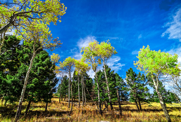 Yellowstone National Park