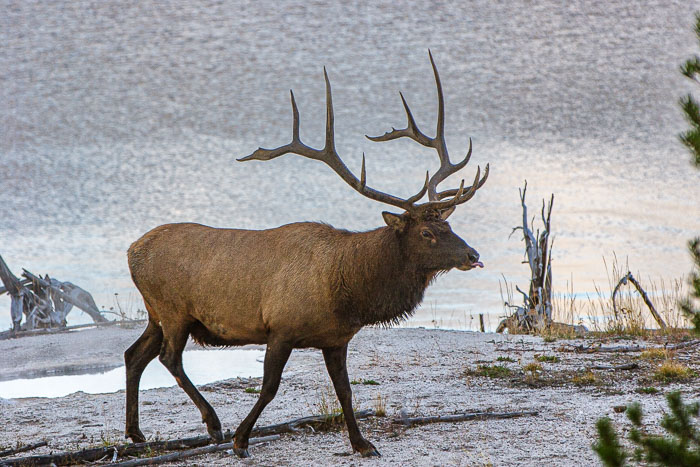 Yellowstone - Charismatic Megafauna