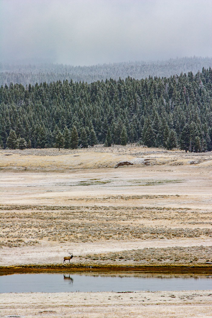 Yellowstone - Charismatic Megafauna Yellowstone - Charismatic Megafauna