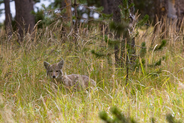Yellowstone - Charismatic Megafauna
