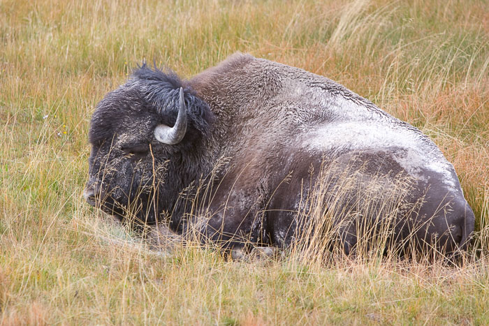 Yellowstone - Charismatic Megafauna
