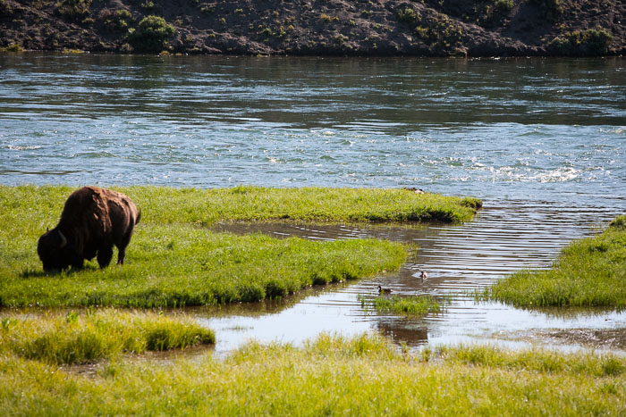 Yellowstone - Charismatic Megafauna