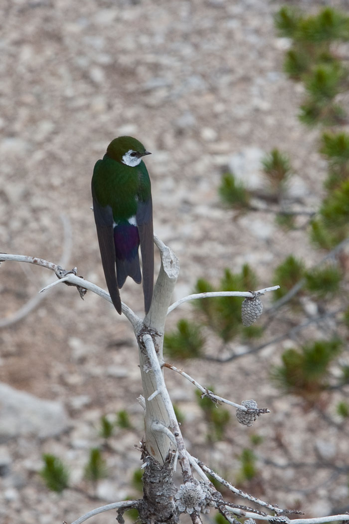 Yellowstone - Charismatic Megafauna