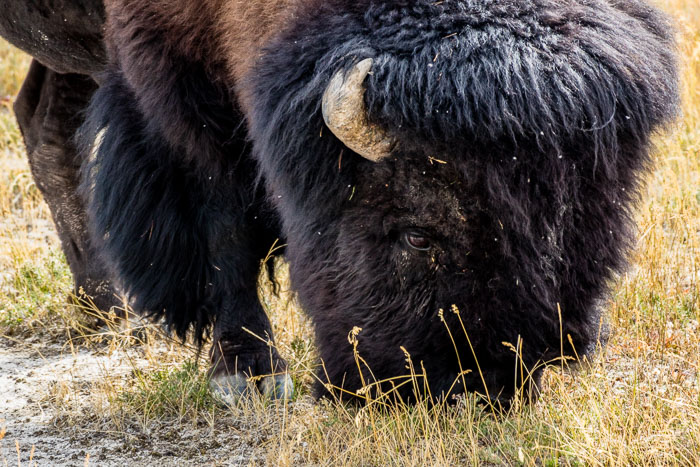 Yellowstone - Charismatic Megafauna